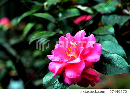 山茶花 97449370