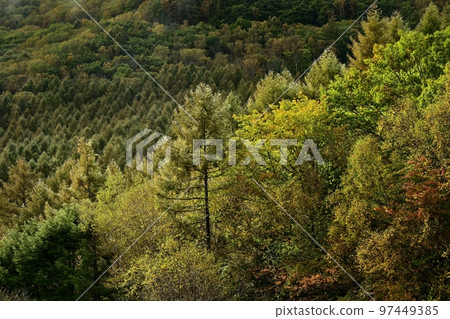 Autumn leaves forest with hoarfrost in Yachiho Kogen Autumn leaves forest with hoarfrost in Yachiho Kogen 97449385