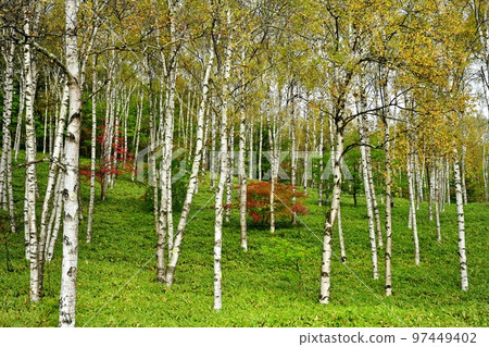 Azaleas turning red in the yellow-leafed white birch forest of Yachiho Kogen Azaleas turning red in the yellow-leafed white birch forest of Yachiho Kogen 97449402