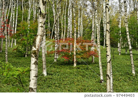 八千穗高原的黃葉白樺林杜鵑花變紅 八千穗高原的黃葉白樺林杜鵑花變紅 97449403