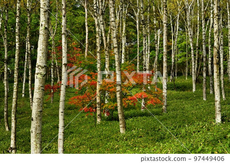 Azaleas turning red in the yellow-leafed white birch forest of Yachiho Kogen 97449406