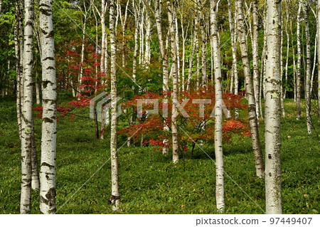 Azaleas turning red in the yellow-leafed white birch forest of Yachiho Kogen Azaleas turning red in the yellow-leafed white birch forest of Yachiho Kogen 97449407