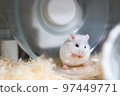 Roborovski hamster grooming on a running wheel 97449771