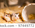 Roborovski hamsters sticking together and warming up 97449772