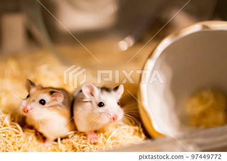 Roborovski hamsters sticking together and warming up Roborovski hamsters sticking together and warming up 97449772