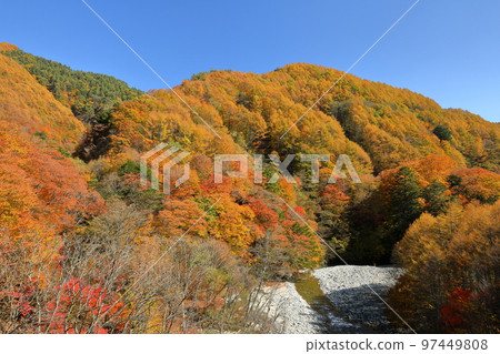 山梨縣山梨市三富川浦 從西澤溪谷笛吹川上的網取大橋仰望山上的秋葉 97449808