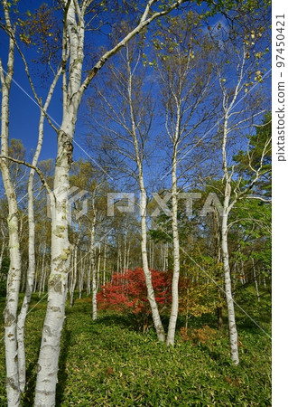 Azaleas turning red in the yellow-leafed white birch forest of Yachiho Kogen 97450421