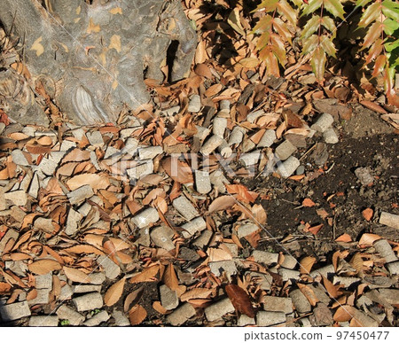 The base of a tree covered with corks and fallen leaves The base of a tree covered with corks and fallen leaves 97450477