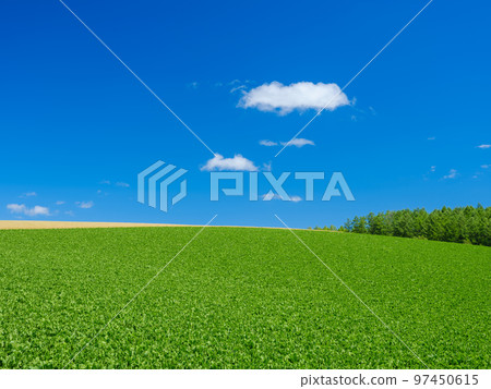 北海道美瑛_清新的綠色山丘景觀 北海道美瑛_清新的綠色山丘景觀 97450615