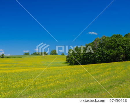 北海道美瑛_清新的綠色山丘景觀 97450618