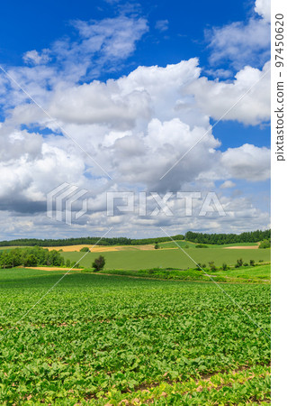 北海道美瑛_清新的綠色山丘景觀 北海道美瑛_清新的綠色山丘景觀 97450620