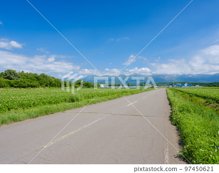 北海道美瑛_清新的綠色山丘景觀 北海道美瑛_清新的綠色山丘景觀 97450621