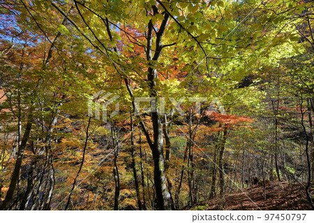 山梨縣山梨市 從西澤溪谷登山路線看到的道路兩旁的紅葉 97450797
