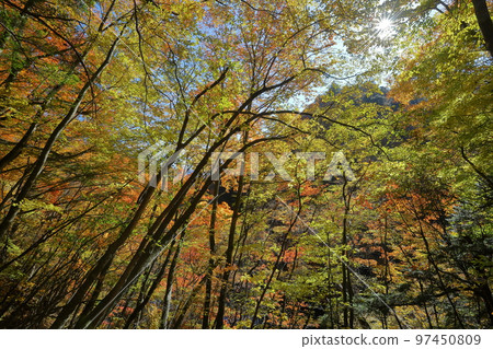 山梨縣山梨市 從西澤溪谷登山路線看到的道路兩旁的紅葉 山梨縣山梨市 從西澤溪谷登山路線看到的道路兩旁的紅葉 97450809