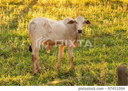 Adult white cow 97451094