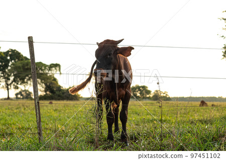 Adult dark cow 97451102