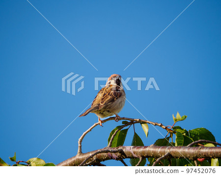 Early summer landscape with blue sky and sparrows 97452076