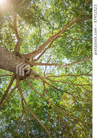 Landscape the big tree  97452823