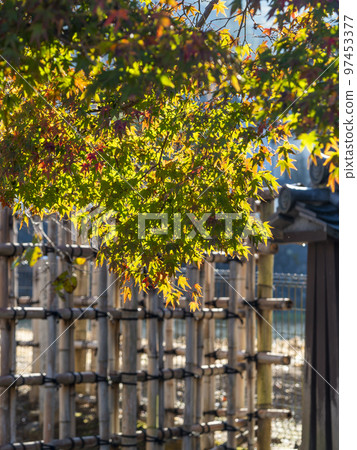 Autumn leaves of the entrance to the back of February Autumn leaves of the entrance to the back of February 97453377