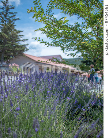 Lavender blooming in the garden of a popular restaurant in Karuizawa Lavender blooming in the garden of a popular restaurant in Karuizawa 97454561