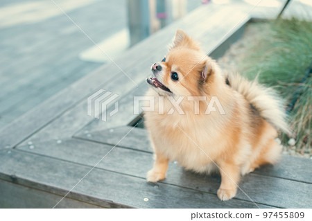 波美拉尼亞可愛的狗照片素材 97455809