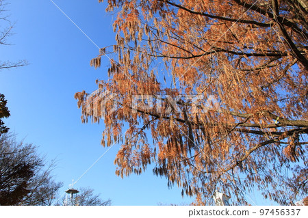 Metasequoia in winter/Brown male flowers and leaves 97456337