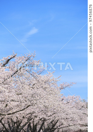 一排盛開的吉野櫻花樹和藍天 一排盛開的吉野櫻花樹和藍天 97456876