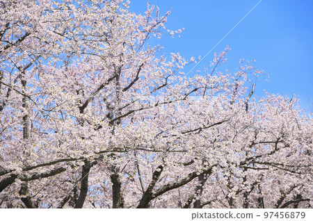 Row of Yoshino cherry trees in full bloom and blue sky 97456879
