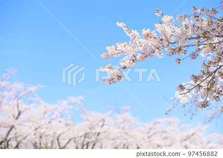 Row of Yoshino cherry trees in full bloom and blue sky 97456882