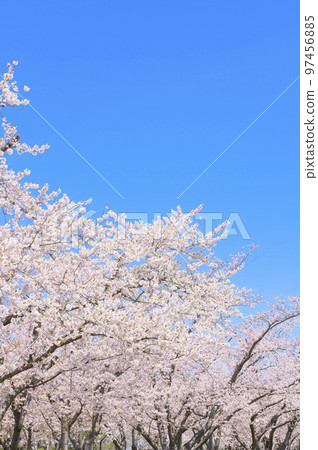 Row of Yoshino cherry trees in full bloom and blue sky 97456885