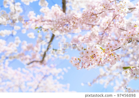 染井吉野盛開（上+空背） 97456898