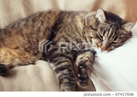 cute gray domestic cat is sleeping on the chest of the owner cute gray domestic cat is sleeping on the chest of the owner 97457096
