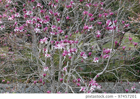 龜甲公園的玉蘭 97457201