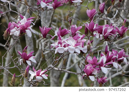 龜甲公園的玉蘭 97457202