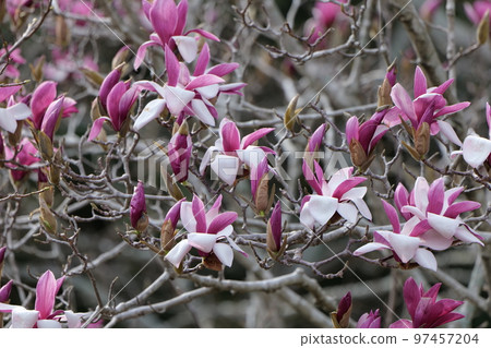 magnolia in Kikko Park 97457204