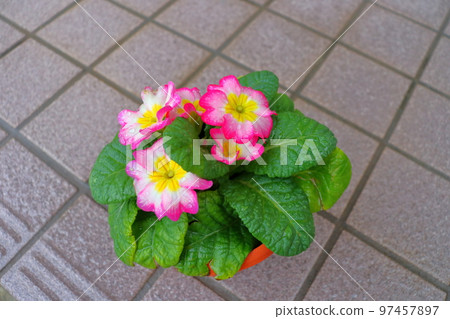 Primula Julian flowers wet in the rain 97457897