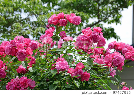 Angela in Hiroshima City Botanical Park Angela in Hiroshima City Botanical Park 97457955