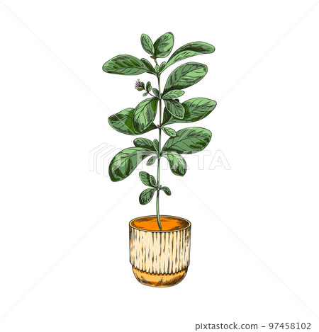 Marjoram culinary herb planted in flowerpot sketch vector illustration isolated. 97458102