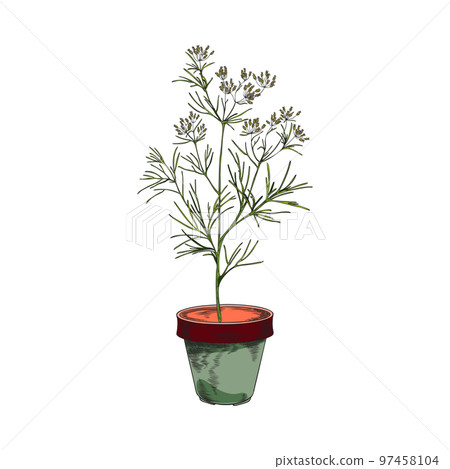 Dill herb planted in ceramic pot hand drawn sketch vector illustration isolated. 97458104