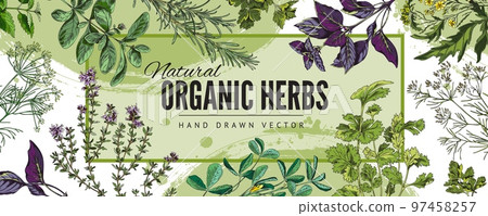 Organic culinary herbs hand drawn colorful banner sketch vector illustration. 97458257