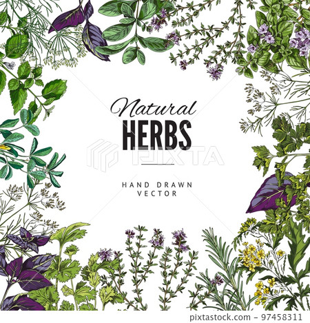 Culinary and cosmetic aroma herbs card or banner, colorful vector illustration. 97458311