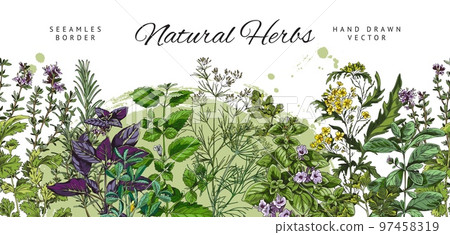 Seamless border design with culinary herbs vector illustration isolated on white. Seamless border design with culinary herbs vector illustration isolated on white. 97458319