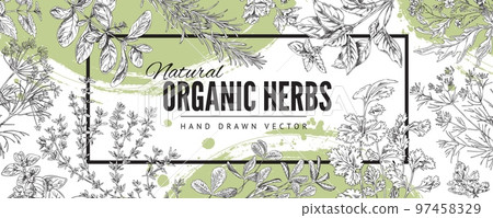 Decorative banner with hand drawn natural organic herbs sketch style 97458329
