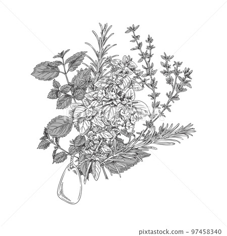 Culinary kitchen herbs and plants bunch monochrome vector illustration isolated. 97458340