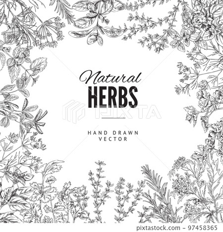 Natural cooking herbs card or banner hand drawn sketch vector illustration. Natural cooking herbs card or banner hand drawn sketch vector illustration. 97458365