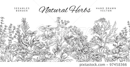 Seamless border with natural cooking herbs sketch vector illustration isolated. Seamless border with natural cooking herbs sketch vector illustration isolated. 97458366