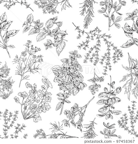 Seamless pattern with culinary herbs and plants sketch vector illustration. Seamless pattern with culinary herbs and plants sketch vector illustration. 97458367