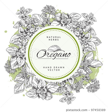 Oregano herb banner or label, hand drawn sketch vector illustration isolated on white background. 97458389
