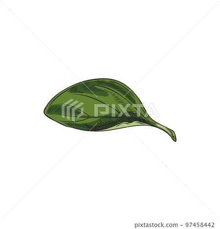 Hand drawn oregano leaf, colored sketch vector illustration isolated on white background. Hand drawn oregano leaf, colored sketch vector illustration isolated on white background. 97458442