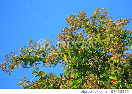 Crape myrtle fruit Crape myrtle fruit 97458475